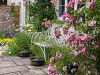 Engulfed by flowers, white bench sits against house wall in sunny courtyard, on nearby pergola clambers Rosa 'Maid of Kent'