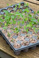 Potting on Crambe cordifolia root cuttings. Module tray showing sprouted root cuttings ready to pot on. Shows uneven growth due to variable bottom heat under tray