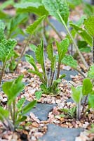 Potting on Crambe cordifolia root cuttings. Close up of sprouted root in modular seed tray