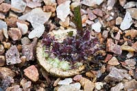 Potting on Crambe cordifolia root cuttings. Close up of sprouted root in modular seed tray