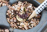 Potting on Crambe cordifolia root cuttings. Close up of sprouted root in modular seed tray