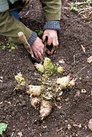 Taking Crambe cordifolia root cuttings. Unearthing roots suitable for taking cuttings
