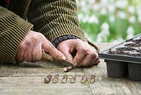 Taking Crambe cordifolia root cuttings. Cutting root into sections