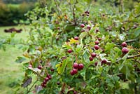 Crataegus monogyna - Hawthorn berries. 