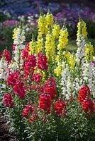 Antirrhinum 'Sonnet Mix F1'. Snapdragon