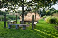 Quercus petraea, the sessile oak, planted in memory of Christina's brother Nicholas, surrounded by four benches, set in a field of grasses. Dyffryn Fernant, Fishguard, Pembrokeshire, Wales, UK