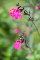 Salvia microphylla 'Cerro Potosi'. Dyffryn Fernant, Fishguard, Pembrokeshire, Wales, UK