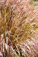 Anemanthele lessoniana, pheasant's tail grass. Dyffryn Fernant, Fishguard, Pembrokeshire, Wales, UK