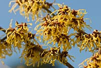 Hamamelis x intermedia 'Arnold Promise'