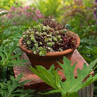 A terracotta container with Sedum and Sempervivum