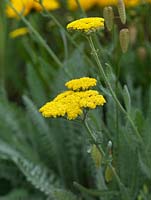 Achillea 'Gold and Grey', a striking upright summer flowering perennial