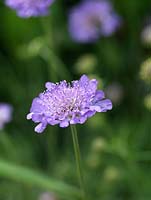 Scabious, a nectar rich hardy annual, attractive to bees.