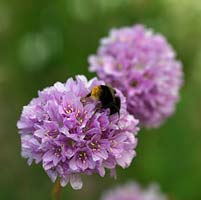 A bumble bee foraging for pollen on an Armeria flower.