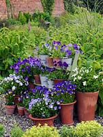 Collection of hardy, perennial violas, planted in pots, and displayed on shelves. Varieties include Fiona Lawrenson, Helen Dillon, Jennifer Andrews, Lucy, Columbine, Josie and Pat Kavanagh.