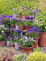 Collection of hardy, perennial violas, planted in pots, and displayed on shelves. Varieties include Fiona Lawrenson, Helen Dillon, Jennifer Andrews, Lucy, Columbine, Josie and Pat Kavanagh.