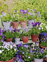 Collection of hardy, perennial violas, planted in pots, and displayed on shelves. Varieties include Fiona Lawrenson, Helen Dillon, Jennifer Andrews, Lucy, Columbine, Josie and Pat Kavanagh.