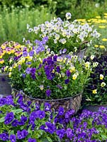 Hardy perennial violas in pots. Back left - Nora. Far back - Charlotte. Far right - Raven. Front - Avril Lawson and Elaine Quinn. In central basket - Aspacia, Perry's Pride and Jupiter.