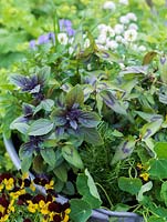Old wash tub planted with edible flowers and leaves. Violas Jackanapes and Lucy. White chives, rosemary, African blue basil and Vietnamese coriander.