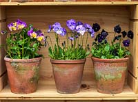 Displayed in old wine boxes, against brick wall, pots of hardy perennial violas. From left to right. Nora, Columbine, Raven.