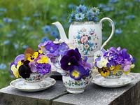 Edwardian bone china coffee set, the cups filled with perennial violas. Behind, blue love-in-the-mist.