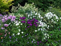 Herbaceous border with Lavatera Mont  Blanc, Cosmos Rose Bonbon, Nicotiana mutabilis, fennel, dahlia, acer, Persicaria polymorpha, Phlox paniculata - Franz Schubert, Natascha, Border Gem.