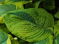 Hosta Frances Williams, plantain lily, a leafy perennial which has deeply puckered, thick, glaucous, blue-green leaves with irregular splashes of grey green. Spring until autumn.