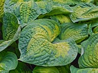 Hosta sieboldiana var. elegans George Smith plantain lily, a leafy perennial with two-tone leaves, grey-green outers enclosing lighter, irregular inners