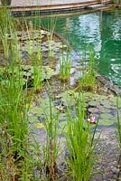 Regeneration zone of swimming zone with water lillies and aquatic zone. July.