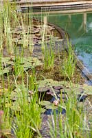 Regeneration zone of swimming zone with water lillies and other aquatic plants used for water filtration. July