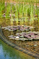 Regeneration zone of swimming zone with water lillies and aquatic plants. July.
