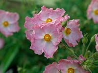 Cistus x argenteus 'Silver Pink', rock rose, a shrub bearing pretty, silvery pink flower in summer.