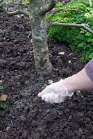 Caring for fruit trees sequence. Apply a light dressing of sulphate of potash after weeding