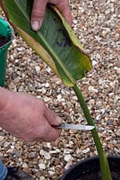Tidying a Strelitzia - Bird of Paradise - cut off old damaged leaves