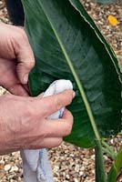 Tidying a Strelitzia - Bird of Paradise - Clean leaves with a damp cloth
