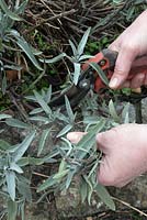 Pruning a sage plant in spring