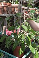 Staking a Hoya carnosa in a greenhouse