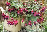 Two dark flowered fuchsias growing in old weathered watering cans. Fuchsia 'Black to The Future' in green can and 'Gary Rhodes'
