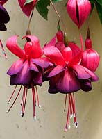 Fuchsia 'Gary Rhodes'. Tender perennial. 