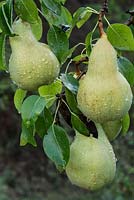 Pyrus - Cultivated pear in fruit. September, La Huerta, Andalucia.