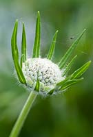 Scabiosa caucasica 'Perfecta' - emerging bud with spiders web