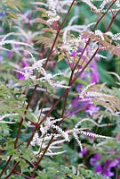 Aruncus dioicus