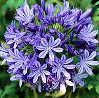 Agapanthus praecox, a bulbous perennial which, from late summer, bears round heads of dainty blue flowers on long stems.