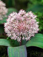 Allium Karataviense, ornamental onion, a low growing bulb with broad silvery green leaves