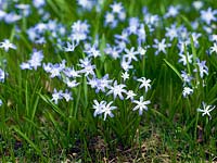 Chionodoxa forbesii, a bulbous perennial flowering in early spring.