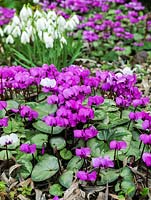 Cyclamen coum and 'Album' appearing in deep winter amongst its rounded, marbled leaves.