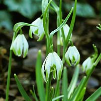 Galanthus nivalis 'Doncaster Double Charmer', snowdrop, a winter flowering bulb with inwardly curved outer tepals, and green markings on both outer and inner tepals.