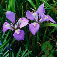 Iris unguicularis syn. Iris stylosa