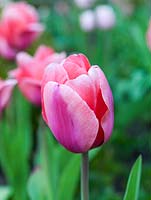Tulipa 'Gabriella', a stately, mid-pink tulip flowering in spring.