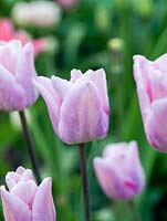 Tulipa 'Christmas Marvel', a stately, lilac pink tulip flowering in spring.