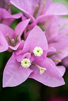 Bougainvillea Singapore Pink, a thornless variety with pink bracts. Shrubby and compact.